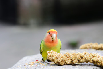 Colourful parrot bird