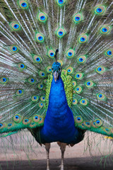 Naklejka premium Portrait of beautiful peacock with feathers out