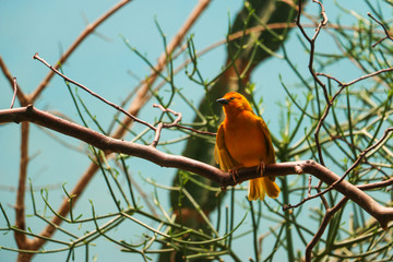 Obraz premium Bird