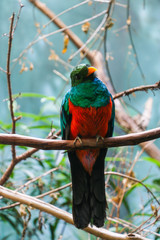 Colorful Bird