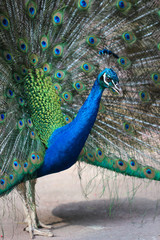 Portrait of beautiful peacock with feathers out