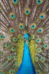 Obraz premium Portrait of beautiful peacock with feathers out