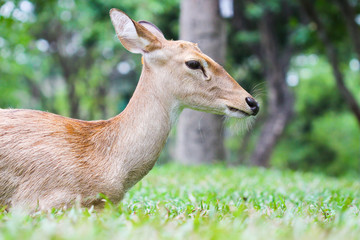 Female Eld's deer