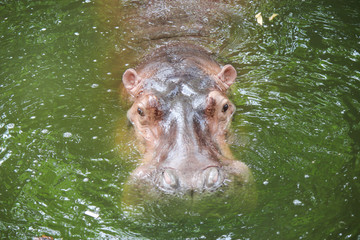 hippopotamus