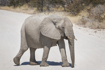 Elefante