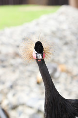 Fototapeta premium Beautiful crowned crane with blue eye and red wattle