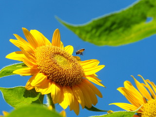 Bees are swarming sunflower