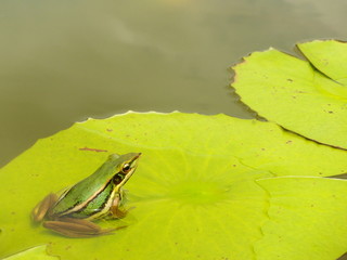 Frog on lotus leaf