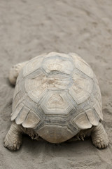 ケヅメリクガメ