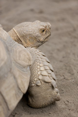 ケヅメリクガメ