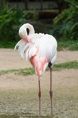  Greater Flamingo (Phoenicopterus roseus)