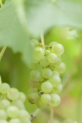 青いブドウ