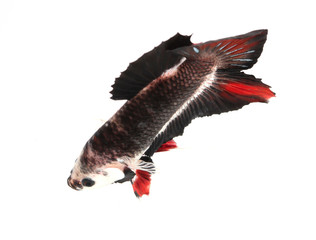 siamese fighting fish (koi style), betta isolated on white backg