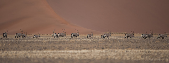 Orici nel deserto