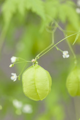 フウセンカズラ