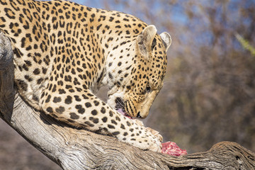 Leopardo