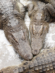 many crocodiles lie on a stone