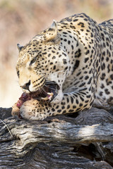 Leopardo