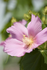 フヨウの花