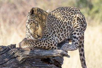 Leopardo