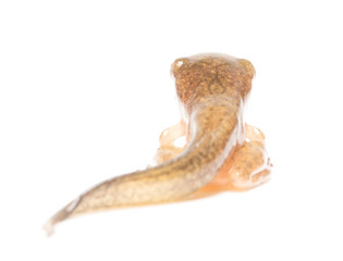 Tadpole in white background.