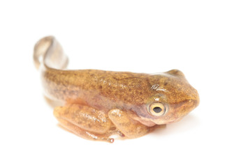 Obraz premium Tadpole in white background.