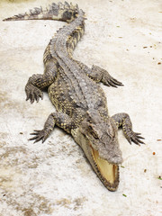 Fototapeta premium crocodile