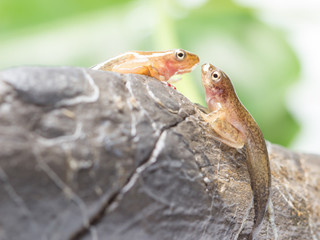 Tadpole