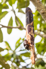 young rhinoceros beetle catch on sugarcane hang on the tree