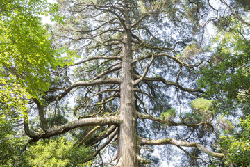 市房山の森の中の市房杉