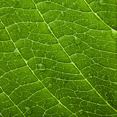 green leaf