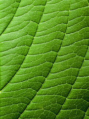 leaf