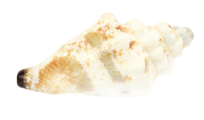 sea shell isolated on white