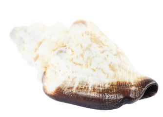 sea shell isolated on white