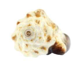 sea shell isolated on white