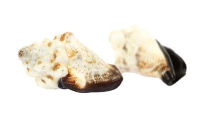 sea shell isolated on white