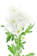 Chrysanthemum Flower