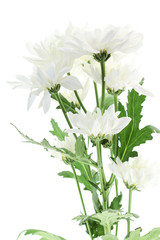 Chrysanthemum Flower