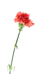 carnation flower on white background