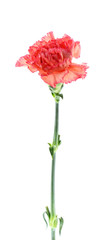 carnation flower on white background