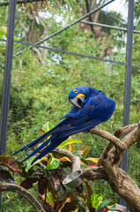 Bright blue parrot in tropical park