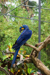 Bright blue parrot on a branch of a tropical tree
