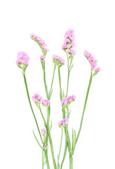 Naklejka premium fioletowe kwiaty statice na białym tle.