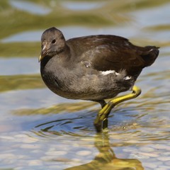 Poule d'eau