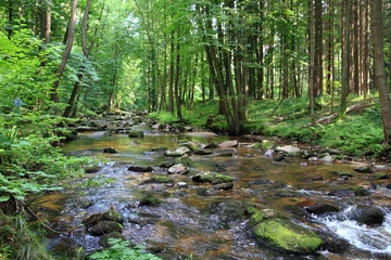 Foto op Plexiglas kleine rivier in het groene bos © jonnysek