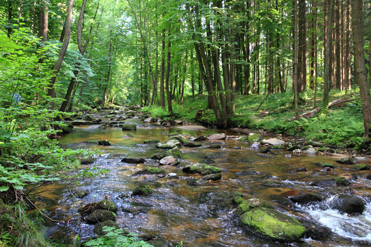Fototapeta small river in the green forest