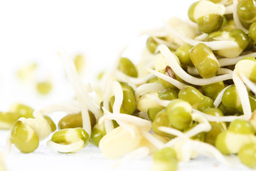 Bean Sprouts on White Background
