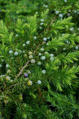 Juniperus conferta © 7monarda