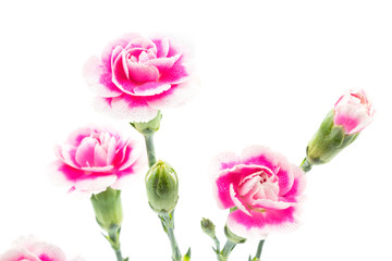 Obraz premium carnation flower isolated on white background
