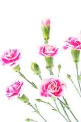 carnation flower isolated on white background